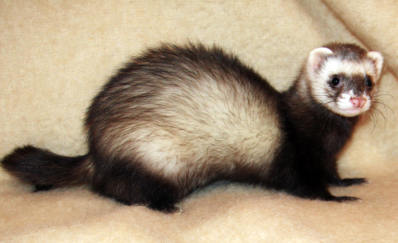 Mean Ferret