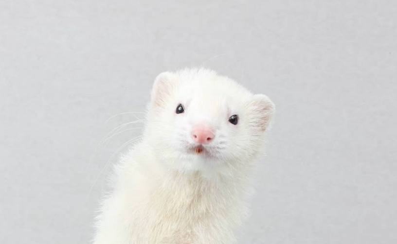 Nice Ferret